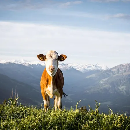 Διαμέρισμα Mannharthof