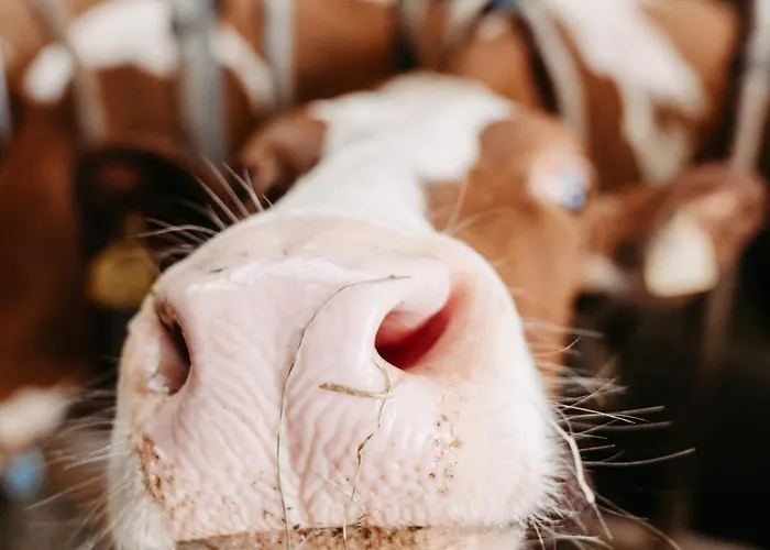 Mannharthof Nahe Skiwelt 